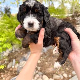 Rose - Tri-color female Bernedoodle puppy in Ammon, Idaho from Little Stone Bernedoodles