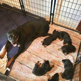 Rottweiler Puppies from Gregory Mulkey's Rottweilers