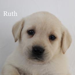 Labrador Retriever Puppies from Mahner Labs