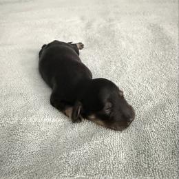 Black and Cream Male - Black and cream male Dachshund puppy in Mesa, Arizona from T&J Lovable Longhaired AKC Dachshunds