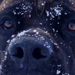 Cane Corso from Titan Farms