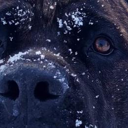 Cane Corso from Titan Farms