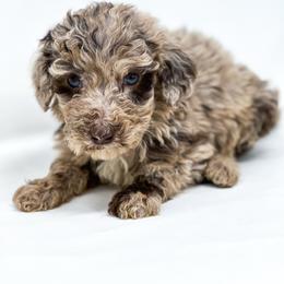 Little Joe - Merle male Labradoodle puppy in Davison, Michigan from Dreaming Doodles
