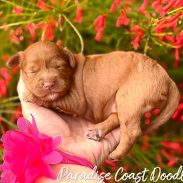 Camp MINI - Red  female Goldendoodle puppy in Naples, Florida from Paradise Coast Doodles