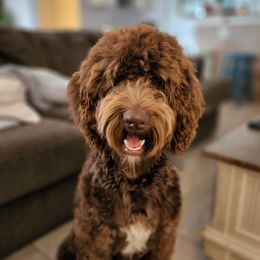 Koda - Goldendoodle