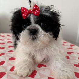 Pippi - Black and white female Shih Tzu puppy in Northridge, California from Our ShihTzu Family