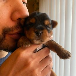Enza - Black and tan female Yorkshire Terrier puppy in Stockton, California from Lala & Co.