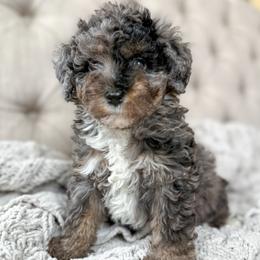 Ariat - Blue merle female Aussiedoodle puppy in Granbury, Texas from Triple Cross Doodles