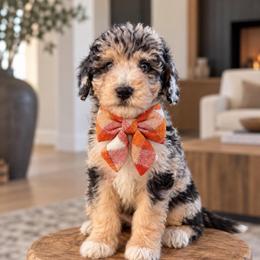 Delilah - Blue merle female Aussiedoodle puppy in Sharpsburg, Georgia from Steindoodles