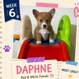 American Corgi and Pembroke Welsh Corgi Puppies from London Bridge Corgis
