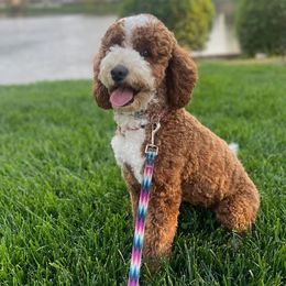 Daisy - Australian Labradoodle