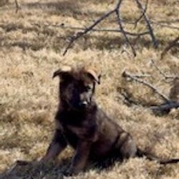German Shepherd Puppies from Czech Working Lines