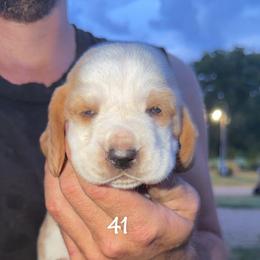 MC 41 - Red and white male Basset Hound puppy in Conway, Missouri from Ozark Mountain Kennel