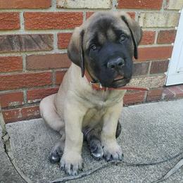 Mastiffs from Murphy's Landing Mastiffs
