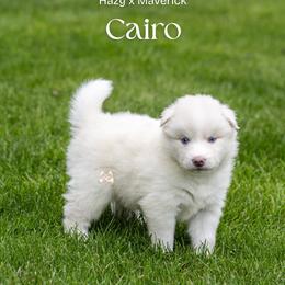 Cairo - White male Pomsky puppy in San Mateo, California from The Pomsky Garden