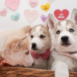 Golden Retriever, Miniature American Shepherd, and Siberian Husky Puppies from HuskiesAndGoldensWithFinesse