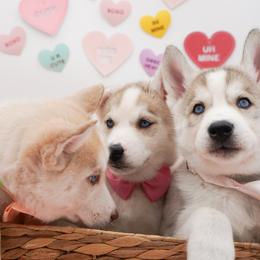 Golden Retriever, Miniature American Shepherd, and Siberian Husky Puppies from HuskiesAndGoldensWithFinesse