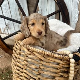 Calamity Jane - Dapple female Dachshund puppy in Benson, Arizona from Six Shooter Minis