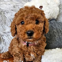 Biscuit - Red  male Goldendoodle puppy in Syracuse, Utah from Just Doodling Dogs