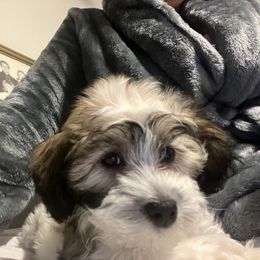 Cavalier King Charles Spaniel, Cavapoo, Maltipoo, and Poodle Puppies from Lainy's Puppies