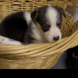 AKC Orange - Black and tan male Pembroke Welsh Corgi puppy in Summerfield, Florida from Promise Land Farm