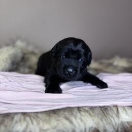Raven - Black female Labrador Retriever puppy in Rocky Top, Tennessee from Rocky Top Retrievers
