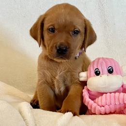 Girl 3 - Labrador Retriever puppy in Harrison, Arkansas from Brandywine Labradors