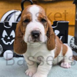Maid - Mahogany and white female Basset Hound puppy in Big Rapids, Michigan from Basket Hound Bassets
