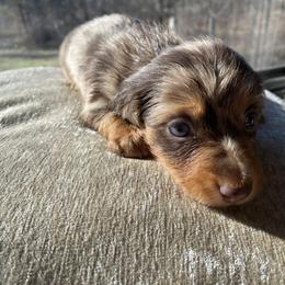 Dachshund Puppies from Doxie Dapples
