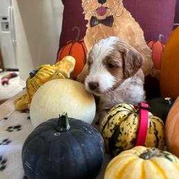 Bonfire - Red  male Goldendoodle puppy in Chino Valley, Arizona from Bass Creek Doodles