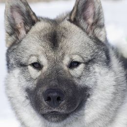 Norwegian Elkhounds from Windy City Elkhounds