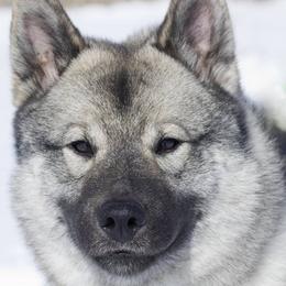 Norwegian Elkhounds from Windy City Elkhounds