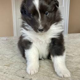 Shetland Sheepdog Puppies from Kochar Shelties