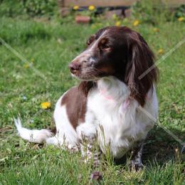 Cleo - Dachshund