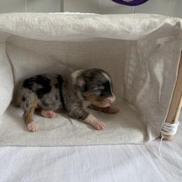 Finnegan - Blue merle male Australian Shepherd puppy in Weeki Wachee, Florida from Ace of Spades Australian Shepherds
