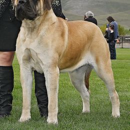 Pippie - Mastiff