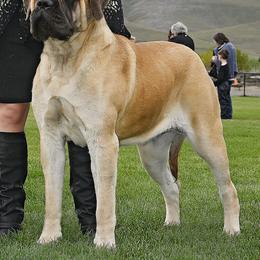 Pippie - Mastiff