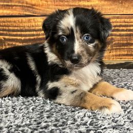 Girl 1 - Blue merle female Miniature Australian Shepherd puppy in Sulphur, Louisiana from Triple J Aussies and Corgis