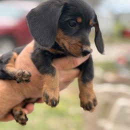 Star - Black and tan female Dachshund puppy in Marshfield, Missouri from WH Hounds