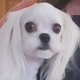Abby - Maltese