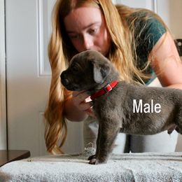Boy 1 - Chestnut brindle male Cane Corso puppy in Homestead, Florida from Sabal Palm Cane Corso