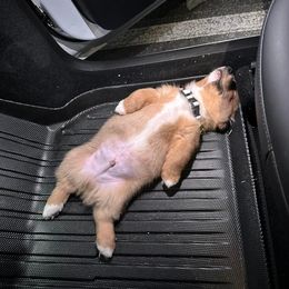 American Corgi, Pembroke Welsh Corgi, and Yorkshire Terrier Puppies from Ingram's Corgis & Yorkies