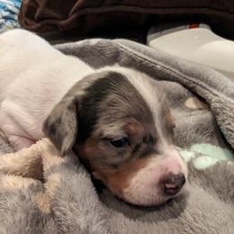 Dachshund Puppies from Ferrario Dachshunds
