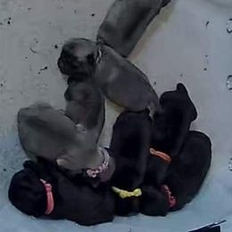 Pug puppies from Hailey's Pugs