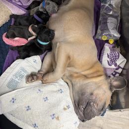 French Bulldog Puppies from Tip Top Bully House