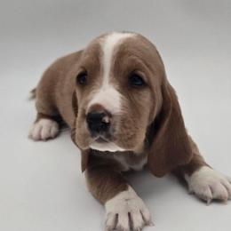 Blue Collar - Lemon and white male Basset Hound puppy in Snow Camp, North Carolina from V's Southern Angels