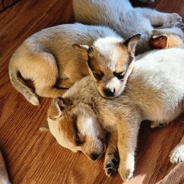 Australian Cattle Dog Puppies from Lazy I Cattle Dogs