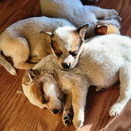 Australian Cattle Dog Puppies from Lazy I Cattle Dogs