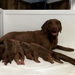 Girl 1 - Chesapeake Bay Retriever puppy in Washington, New Jersey from Chessieville Bay Enterprises LLC