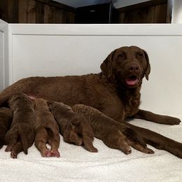Girl 1 - Chesapeake Bay Retriever puppy in Washington, New Jersey from Chessieville Bay Enterprises LLC